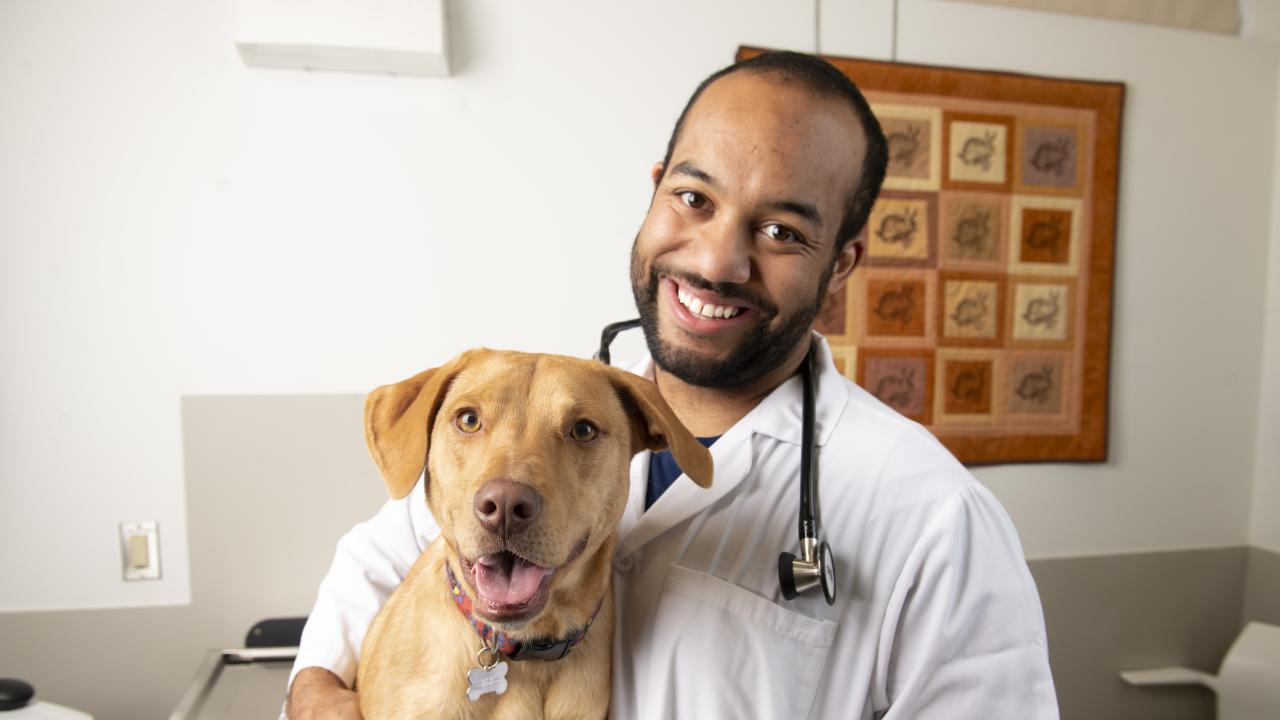 Pet veterinary